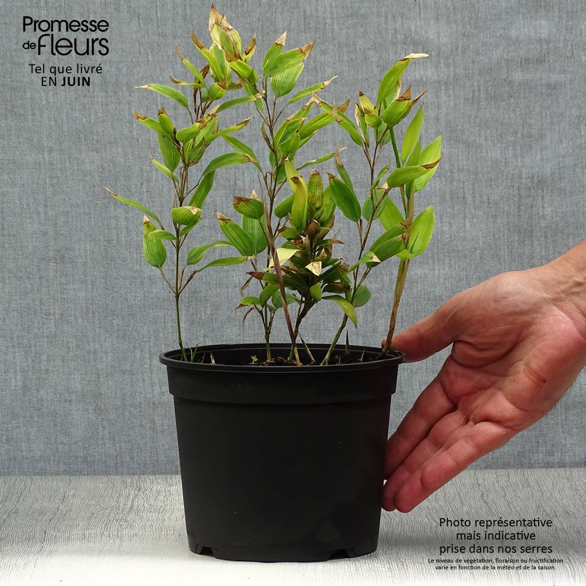 Promesse de Fleurs - Shibataea kumasaca - Bambou nain Pot de 2L/3L - Image 2
