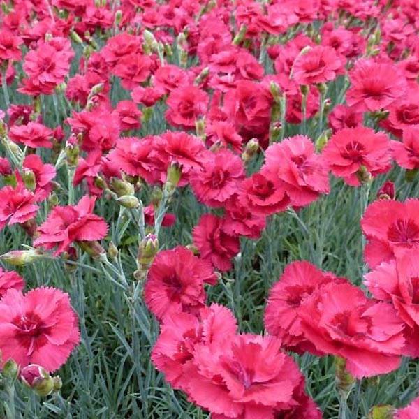 Promesse de Fleurs - Dianthus plumarius Munot -Oeillet mignardise Godet de 8/9 cm