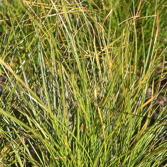 Promesse de Fleurs - Carex secta - Laîche Godet de 8/9 cm