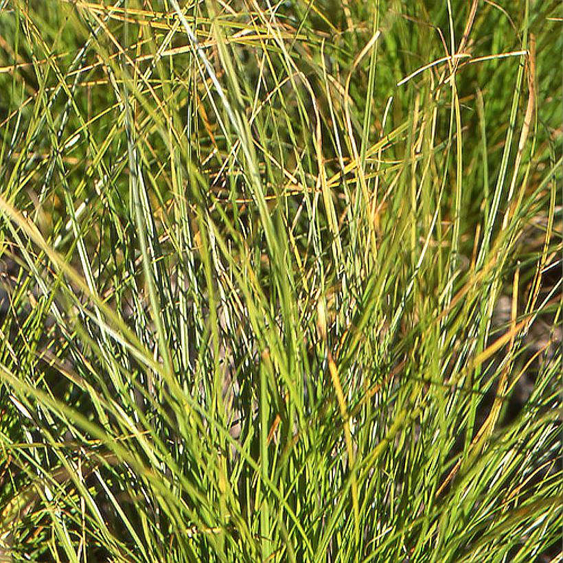 Promesse de Fleurs - Carex secta - Laîche Godet de 8/9 cm