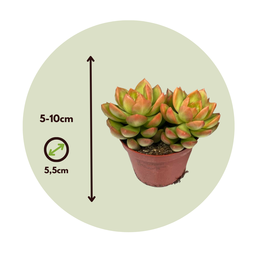 Mélange de petites succulentes - Set de 12 - Succulent Mix - H5-10cm - ⌀5,5cm - Image 4