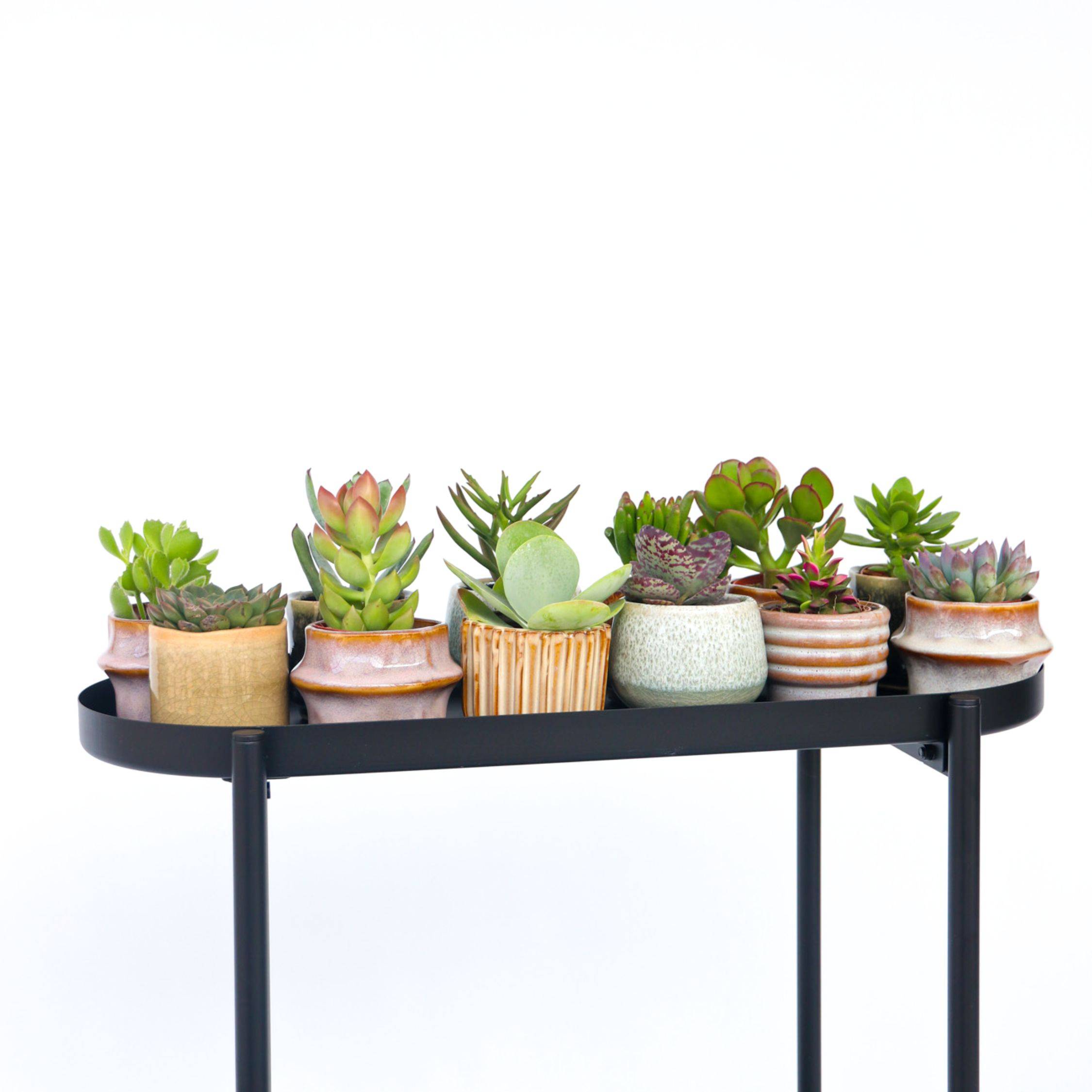 Mélange de petites succulentes - Set de 12 - Succulent Mix - H5-10cm - ⌀5,5cm - Image 2