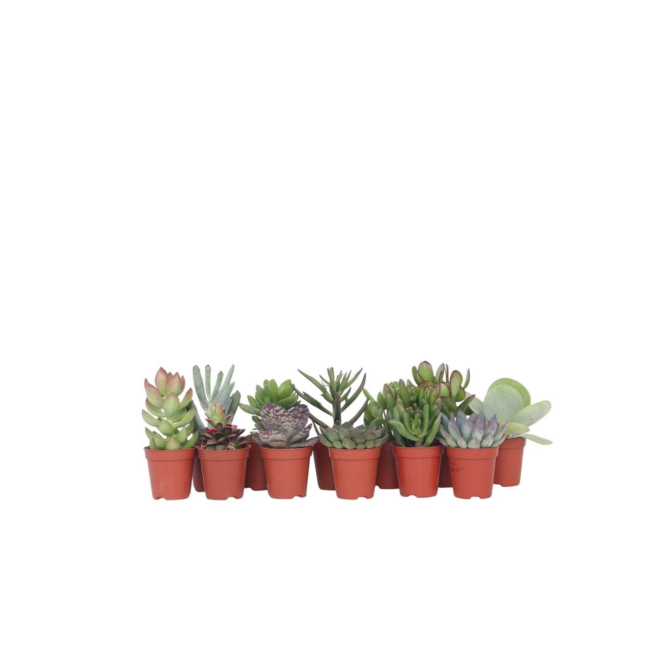 Mélange de petites succulentes - Set de 12 - Succulent Mix - H5-10cm - ⌀5,5cm - Image 1