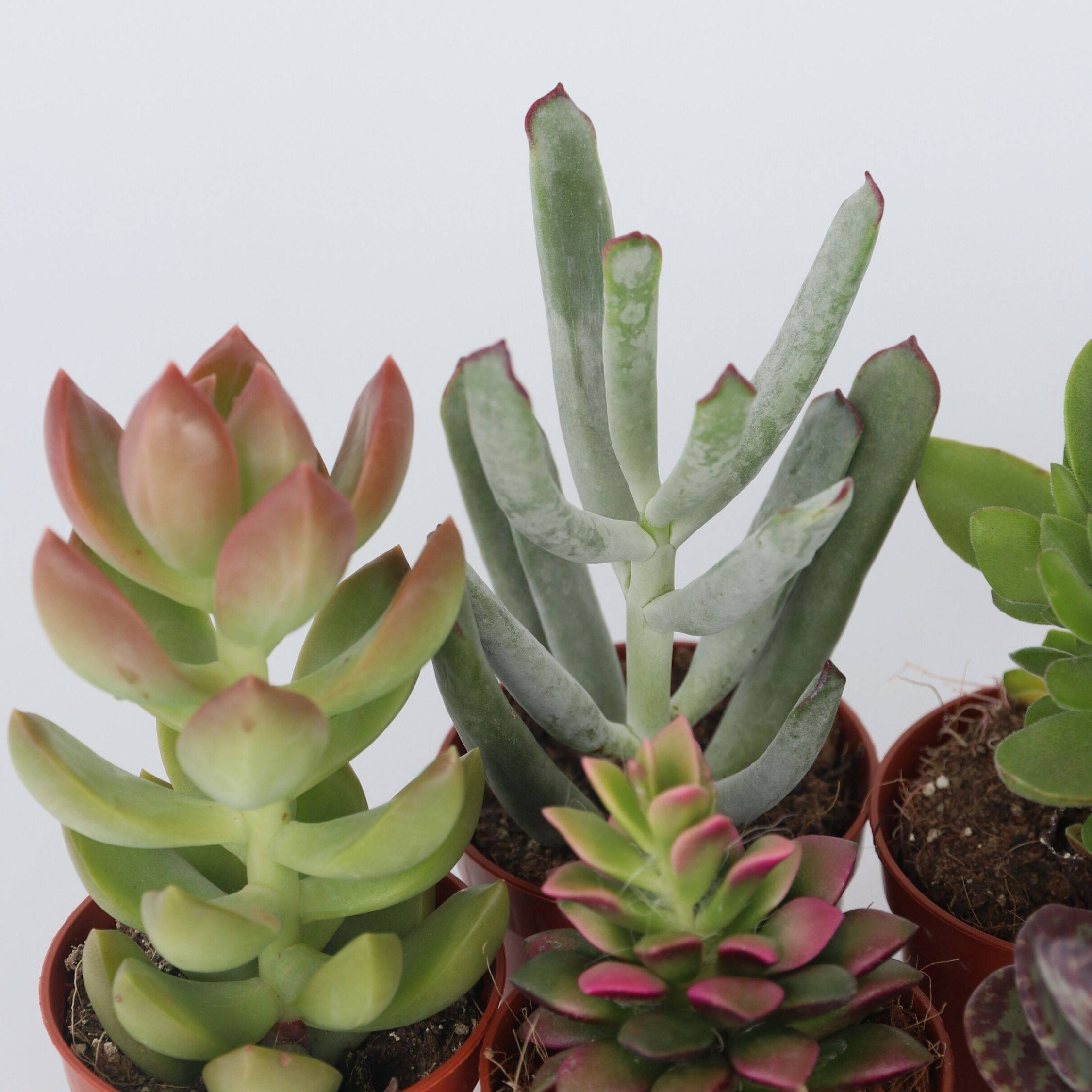 Mélange de petites succulentes - Set de 12 - Succulent Mix - H5-10cm - ⌀5,5cm - Image 3