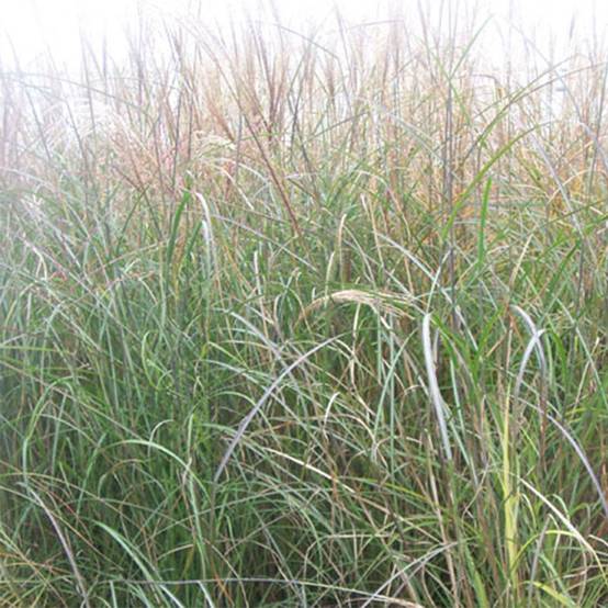 Miscanthus sinensis Kleine Silberspinne - Roseau de Chine Pot de 4L/5L