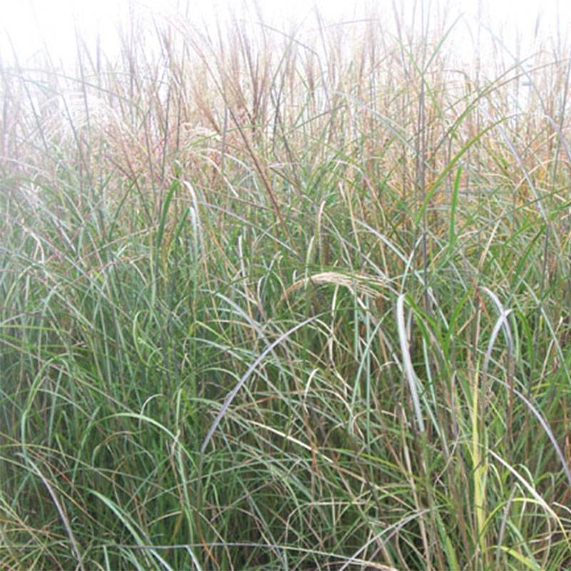Miscanthus sinensis Kleine Silberspinne - Roseau de Chine Pot de 4L/5L