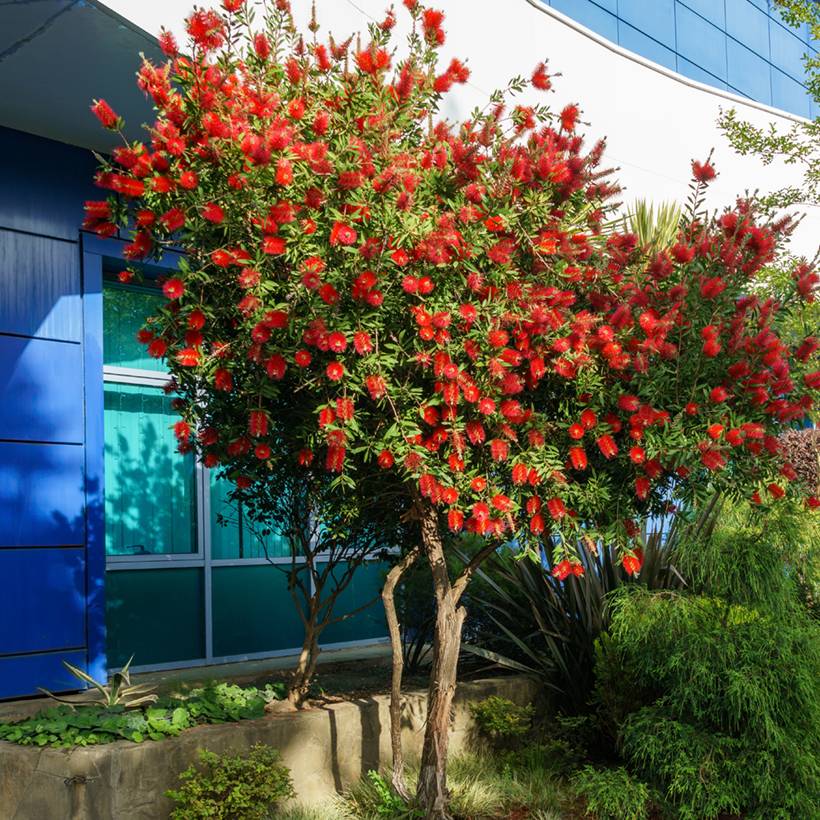 Callistemon rigidus - Rince-bouteille Godet de 8/9 cm