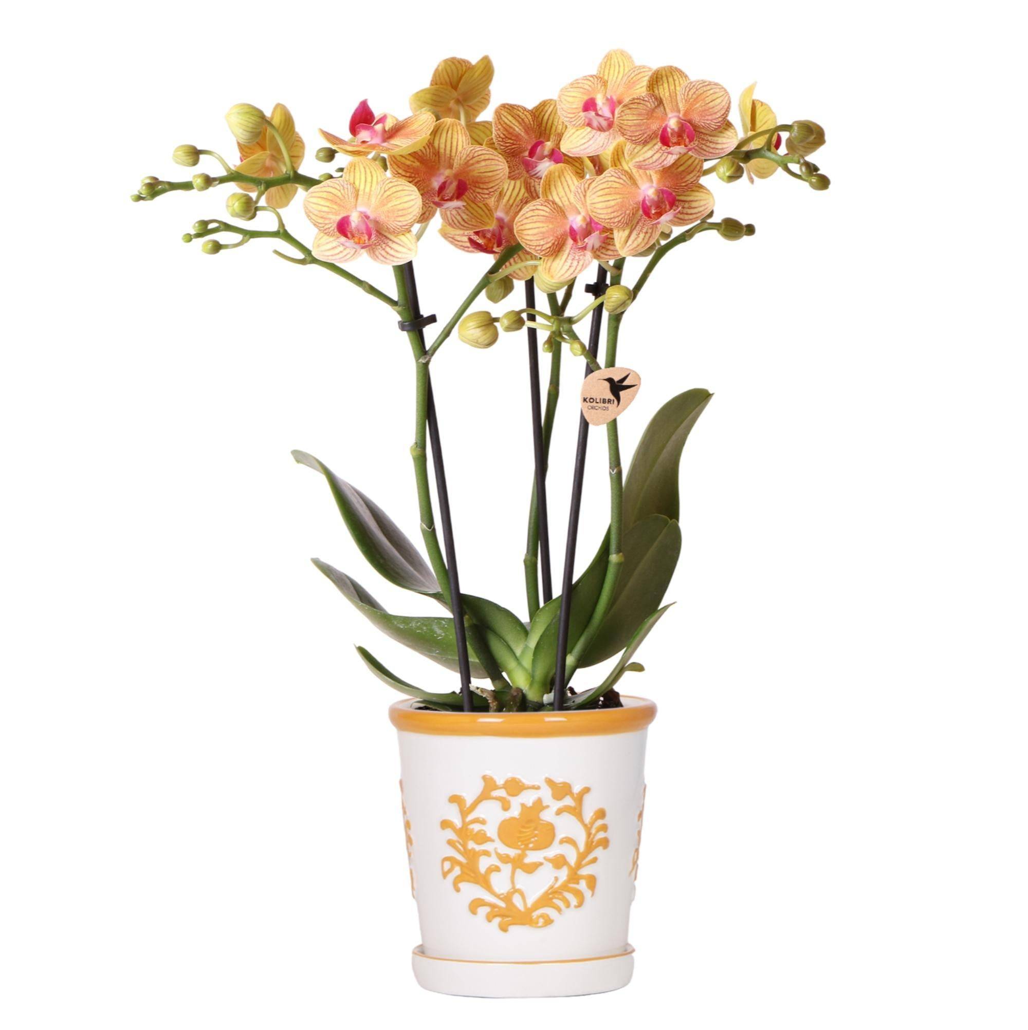 La Green Touch - Orchidée Jamaica et son pot- La Green Touch Malaga Orange - Hauteur 35cm - Image 1
