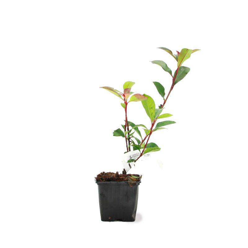 Photinia de fraser 'Robusta Compacta' (Photinia x fraseri 'Robusta Compacta') - Godet - Taille 13/25cm - Pépinières Naudet - Image 2