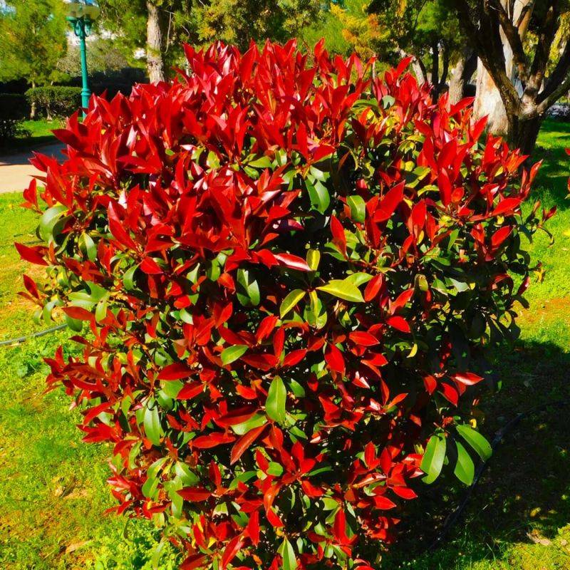 Photinia de fraser 'Robusta Compacta' (Photinia x fraseri 'Robusta Compacta') - Godet - Taille 13/25cm - Pépinières Naudet - Image 1