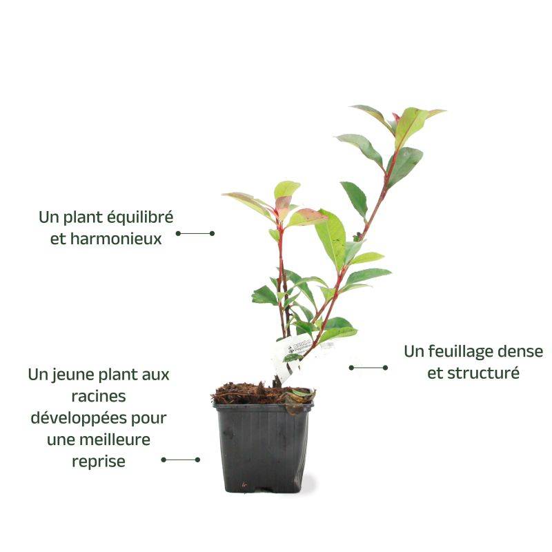 Photinia de fraser 'Robusta Compacta' (Photinia x fraseri 'Robusta Compacta') - Godet - Taille 13/25cm - Pépinières Naudet - Image 3