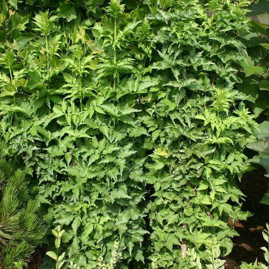 Sureau noir - Sambucus nigra Pyramidalis Pot de 4L/5L