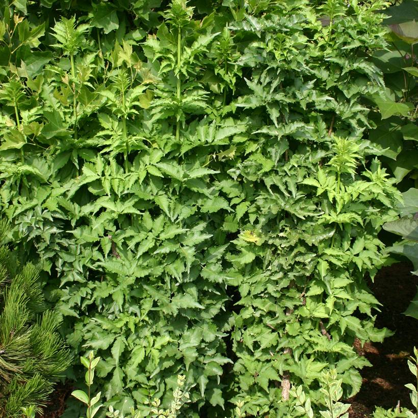 Sureau noir - Sambucus nigra Pyramidalis Pot de 4L/5L