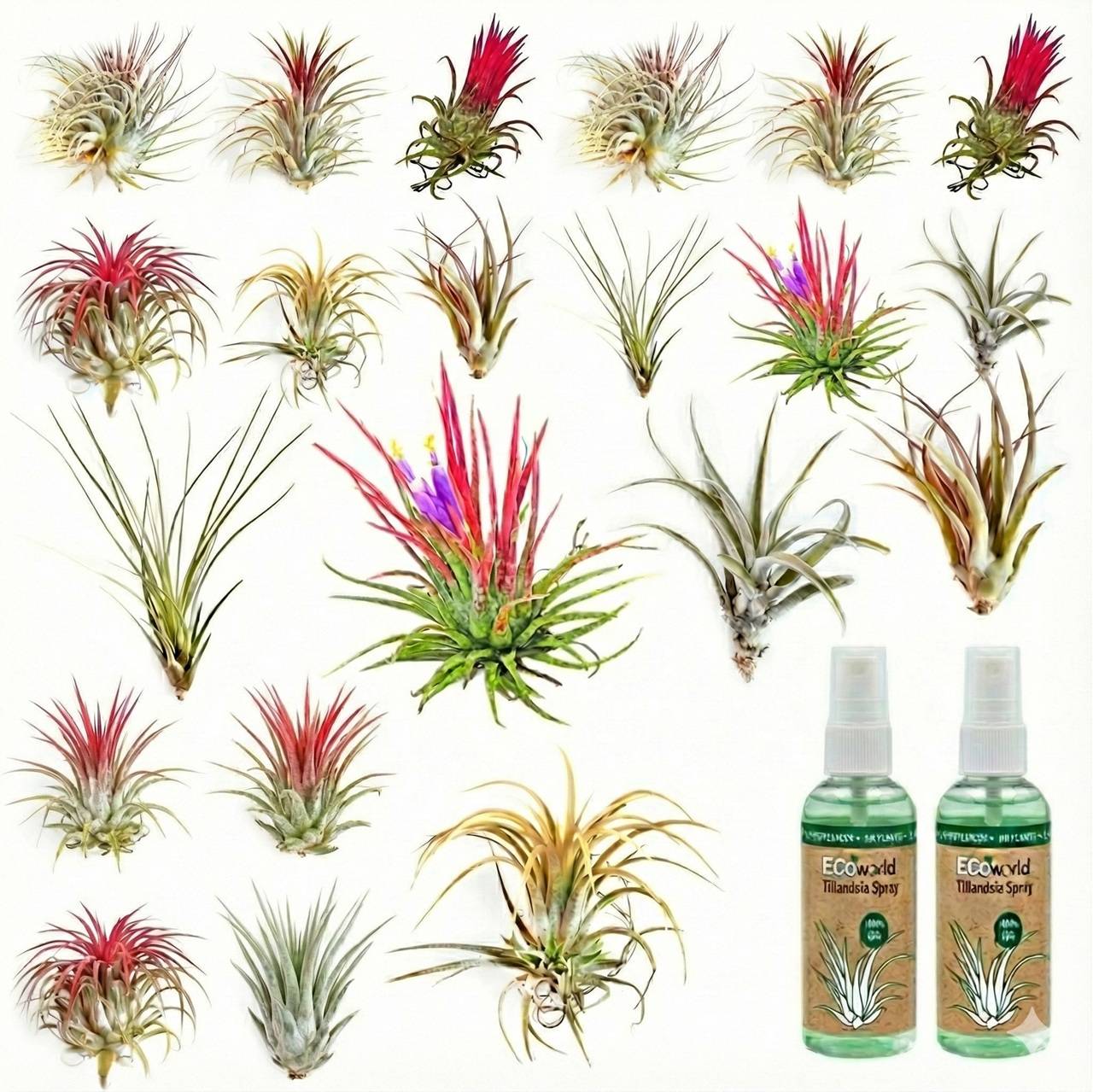 0 - Tillandsia - 20 pièces - Plantes Aériennes - avec Spray