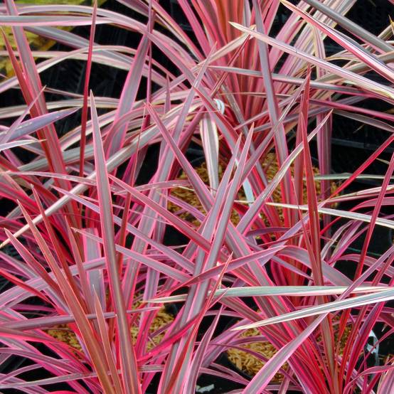 Cordyline australis Southern Splendour Godet de 8/9 cm