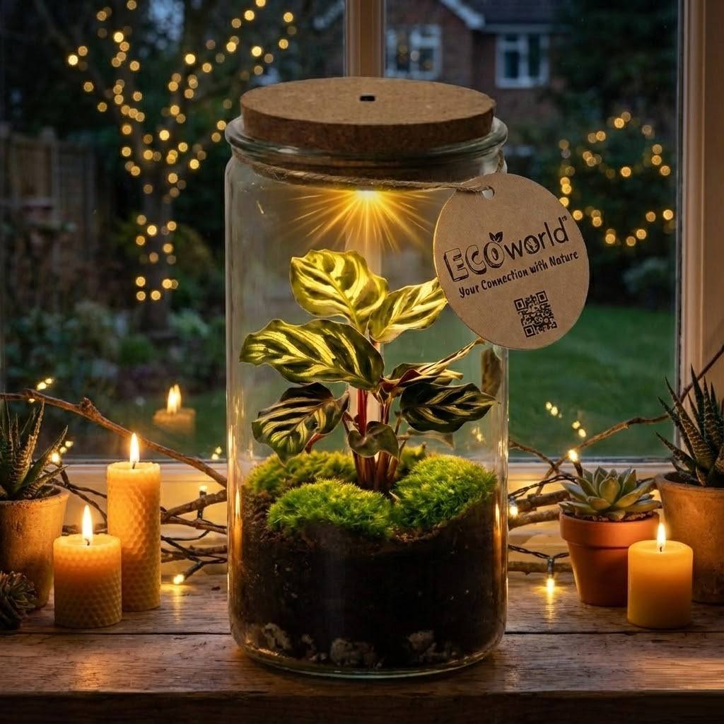0 - Mini Terrarium de Plantes Ø11 cm - Écosystème Fermé en Verre - Image 2