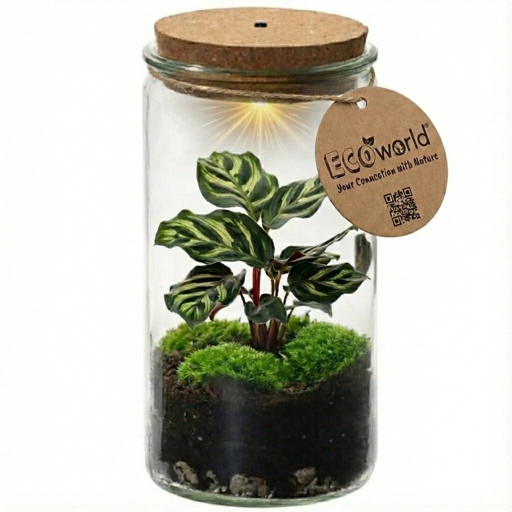 0 - Mini Terrarium de Plantes Ø11 cm - Écosystème Fermé en Verre - Image 1