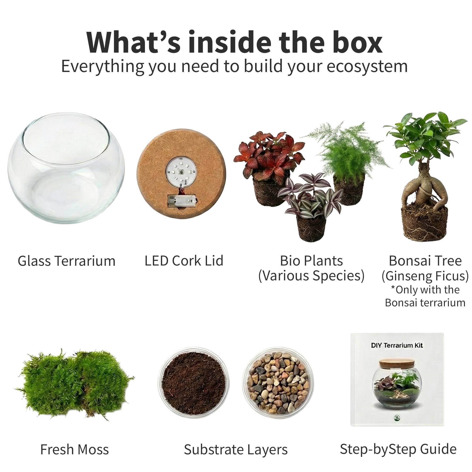 0 - Mini Terrarium de Plantes Ø11 cm - Écosystème Fermé en Verre - Image 5