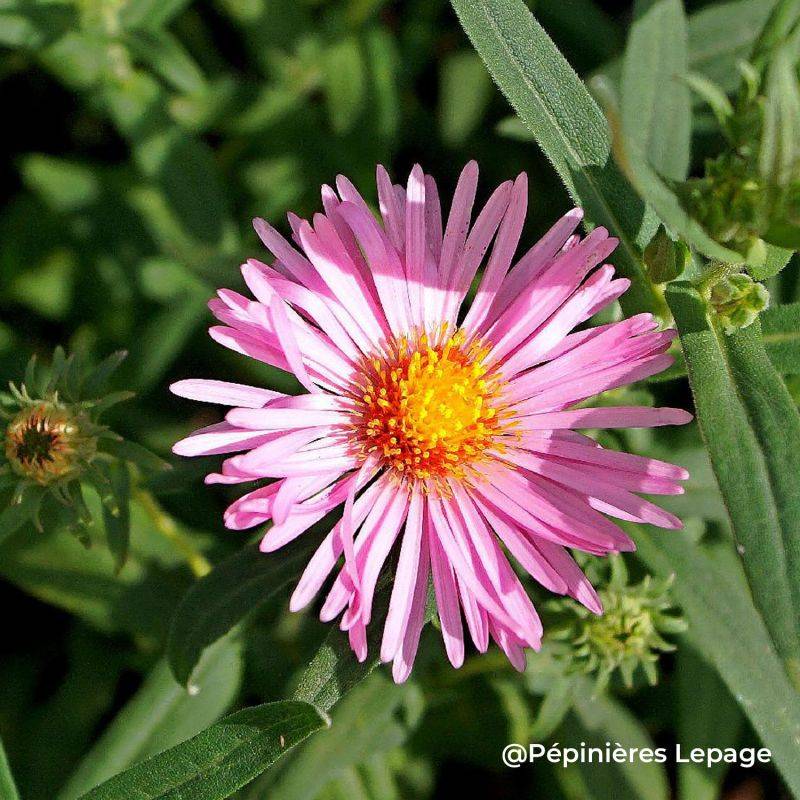 3 Asters de Nouvelle-Angleterre 'Rosa Sieger' (Asters novae-angliae 'Rosa Sieger') - Lot de 3 vivaces - Pépinières Naudet