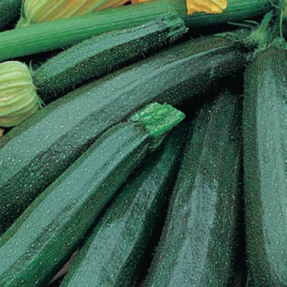 Plant de courgette Tarmino f1 pot de 0,5 litre - Image 1