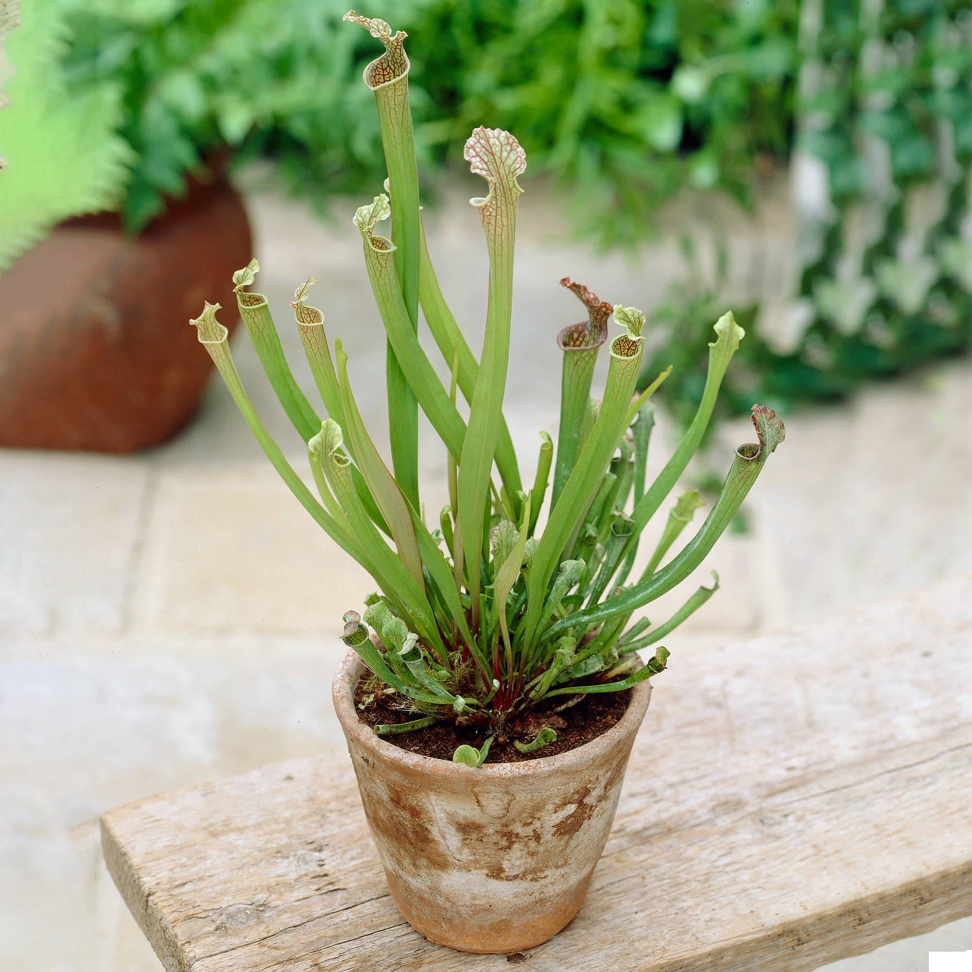 Gardenersdream - Sarracenia Smoorii | Meilleure Plante De Pichet D'Intérieur | Vente De Plantes Tue-Mouches En Pot De 25-35 Cm - GardenersDream - Image 1
