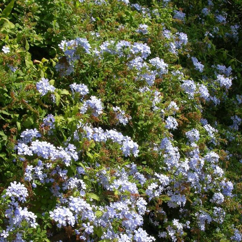 Plumbago du Cap, Dentaire du Cap à fleurs Bleue - feuillage Semi-Persistant - Godet- hauteur à maturité De 2,00 m à 2,50 m - Image 1