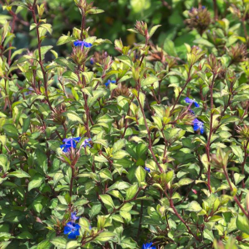 Plumbago du Cap, Dentaire du Cap à fleurs Bleue - feuillage Semi-Persistant - Godet-  hauteur à maturité De 2,00 m à 2,50 m - Image 3