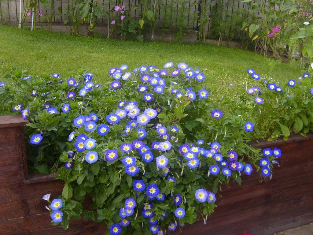 Graine de Belle de Jour Pavillon Bleu - Convolvulus tricolor Royal Ensign le sachet de 230 graines environ (2,5g) - Image 2