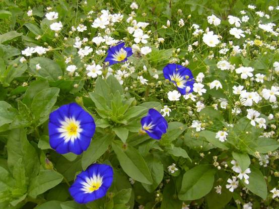 Graine de Belle de Jour Pavillon Bleu - Convolvulus tricolor Royal Ensign le sachet de 230 graines environ (2,5g) - Image 1