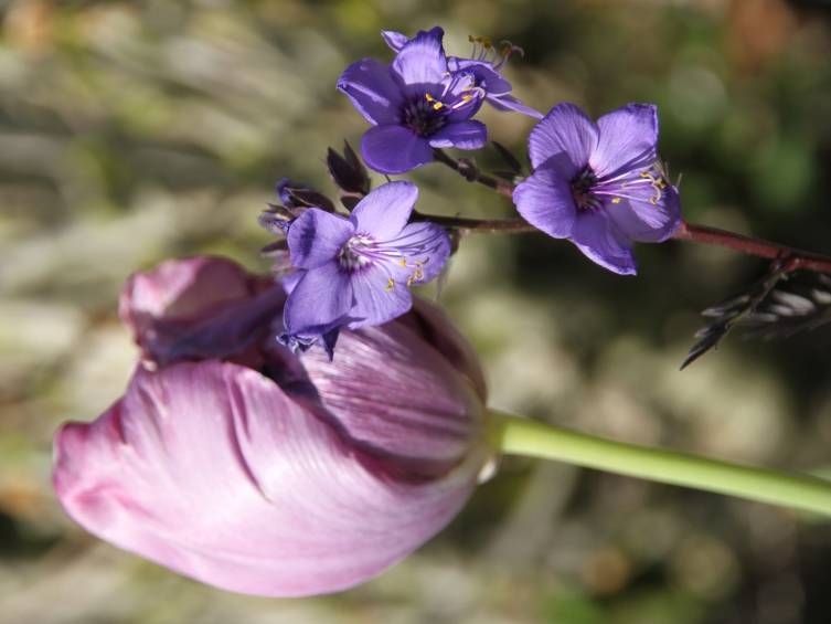 Promesse de Fleurs - Polemonium Bressingham Purple Godet de 8/9 cm