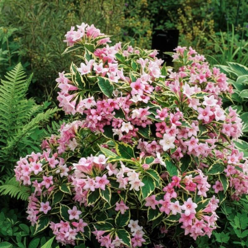 Weigela nain panaché, Weigelia à fleurs Rose - feuillage Caduc - Pot de 7,5L - 40/60 cm-  hauteur à maturité De 1,00 m à 1,50 m - Image 2