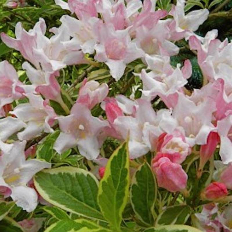 Weigela nain panaché, Weigelia à fleurs Rose - feuillage Caduc - Pot de 7,5L - 40/60 cm-  hauteur à maturité De 1,00 m à 1,50 m - Image 3