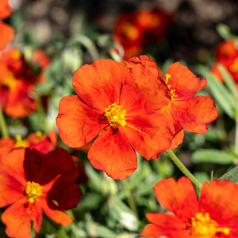 Promesse de Fleurs - Helianthemum Tomato Red - Hélianthème Godet de 8/9 cm