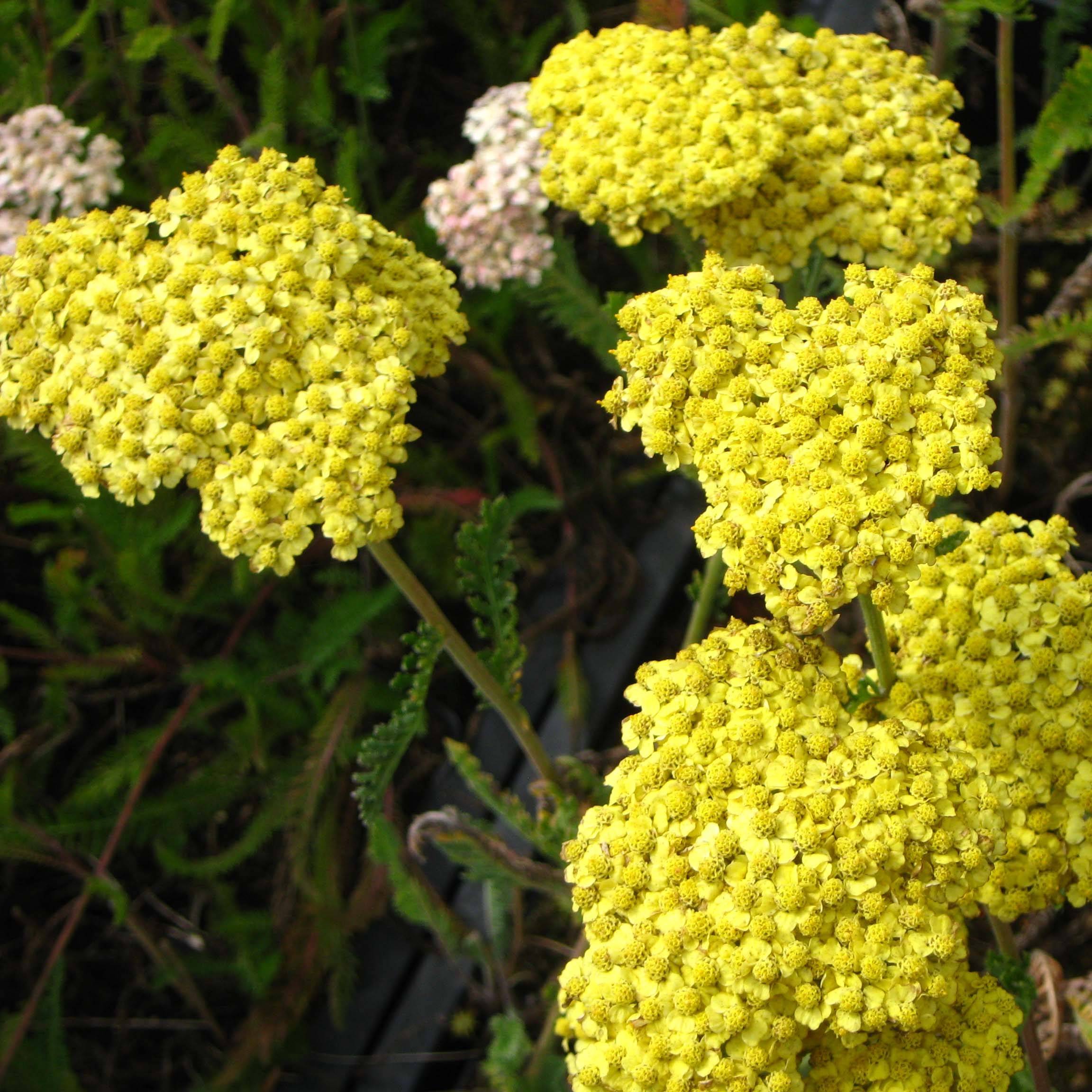 Promesse de Fleurs - Achillée filipendule Helios Godet de 8/9 cm