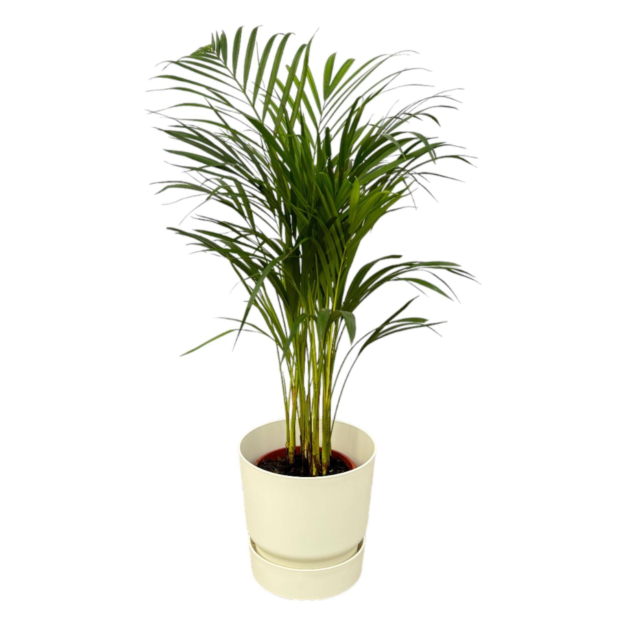 La Green Touch - Grand Palmier Areca et son pot- La Green Touch  - Hauteur 85cm