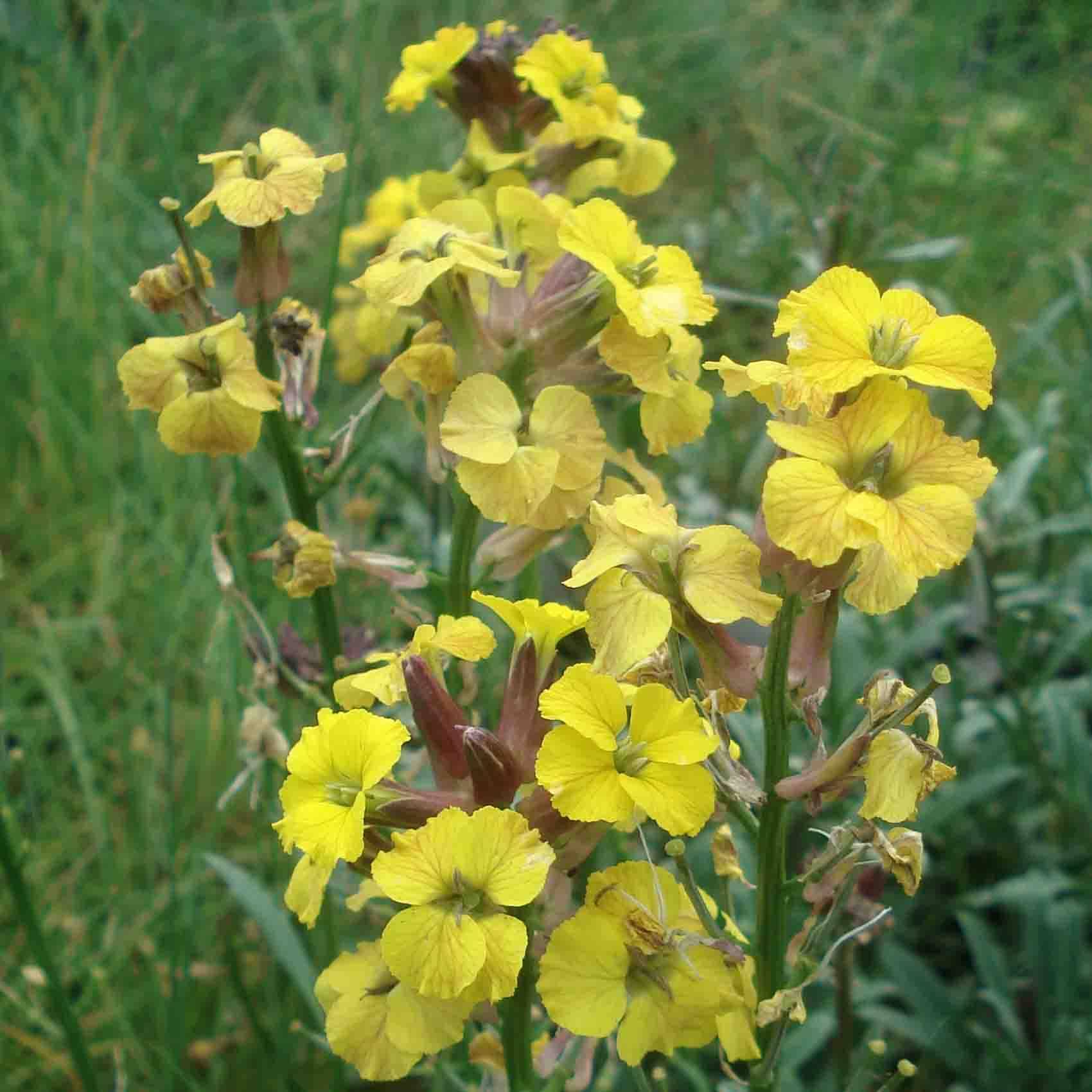 Promesse de Fleurs - Erysimum Jubilee Gold - Fausse giroflée Godet de 8/9 cm