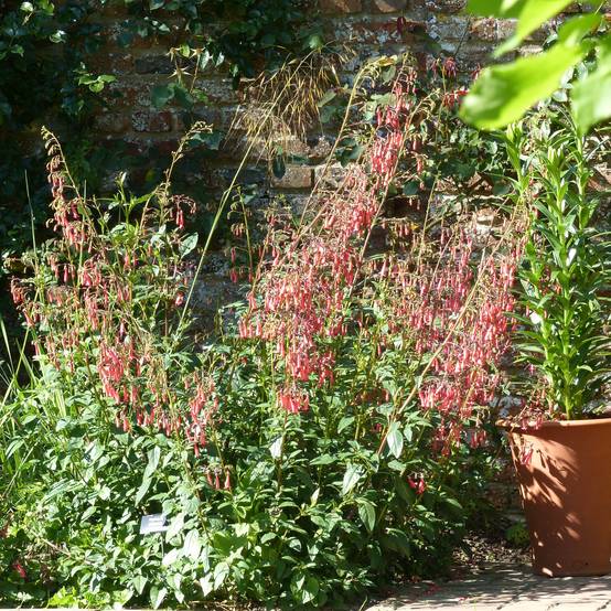 Fuchsia du Cap - Phygelius rectus African Queen Godet de 8/9 cm