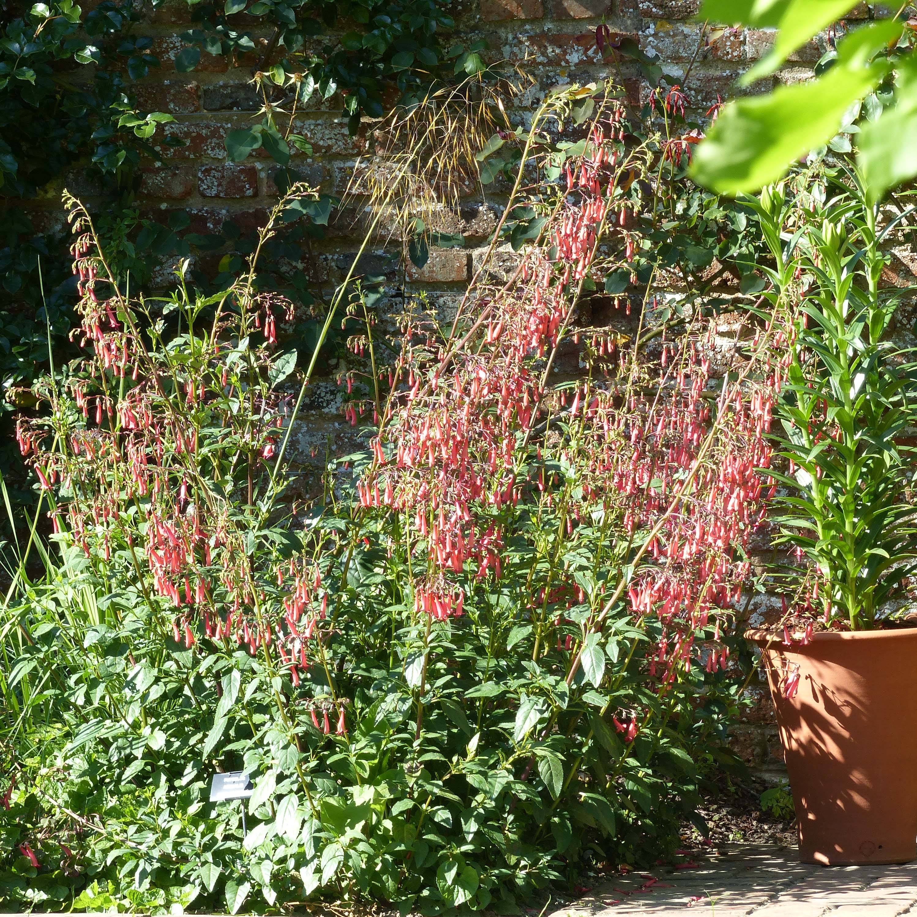 Fuchsia du Cap - Phygelius rectus African Queen Godet de 8/9 cm