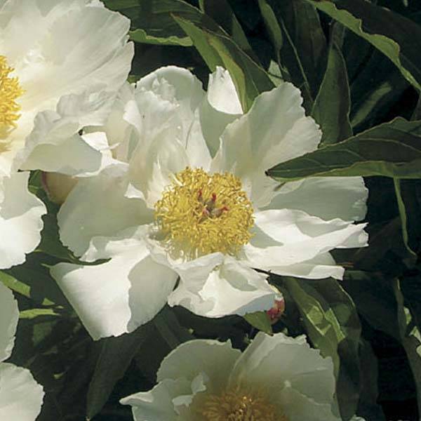 Promesse de Fleurs - Pivoine lactiflora White Wings Souche 3/5 yeux
