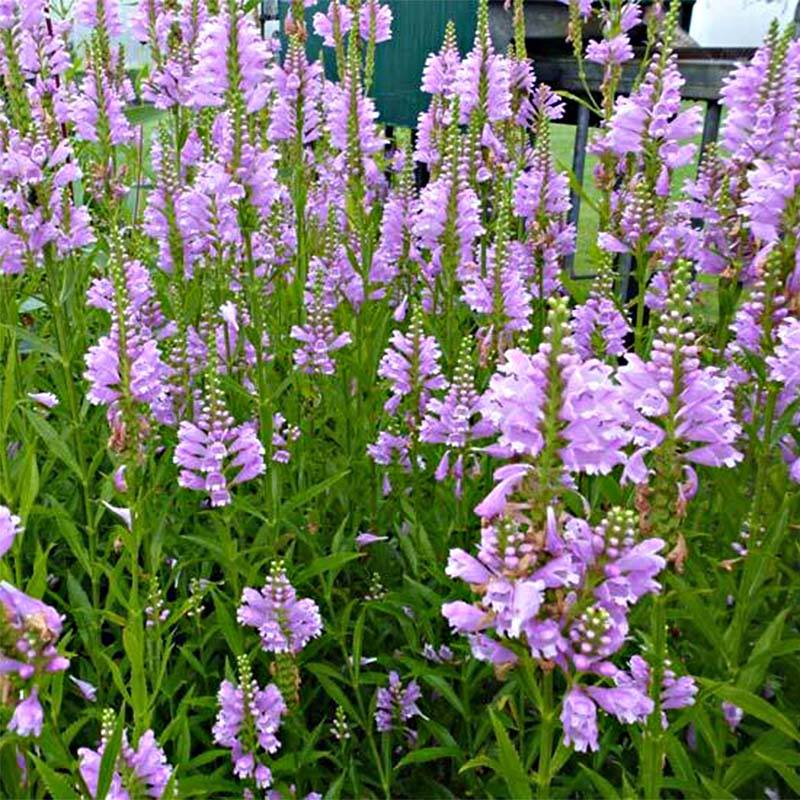 Physostegia virginiana Bouquet Rose - Cataleptique Godet de 7/8 cm