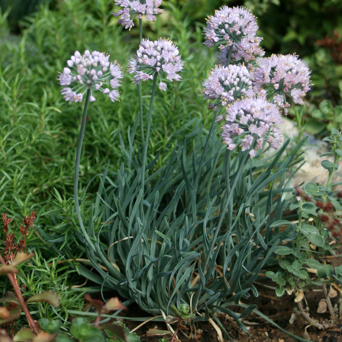 Ail d'ornement - Allium senescens Lisa Blue Godet de 8/9 cm calibre I