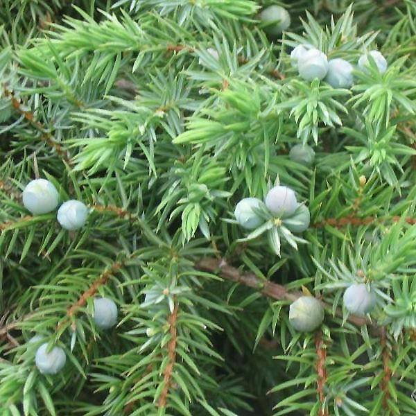 Genévrier des plages - Juniperus conferta Schlager  Pot de 4L/5L - Image 1