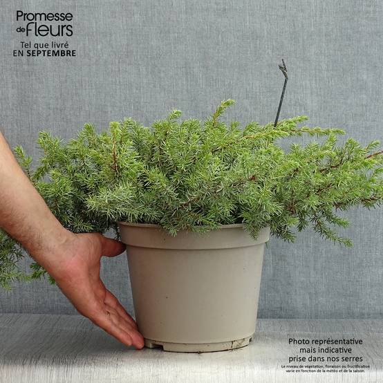 Genévrier des plages - Juniperus conferta Schlager Pot de 4L/5L - Image 2