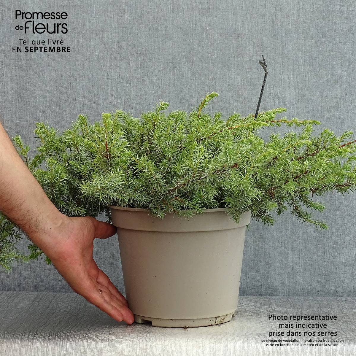 Genévrier des plages - Juniperus conferta Schlager  Pot de 4L/5L - Image 2