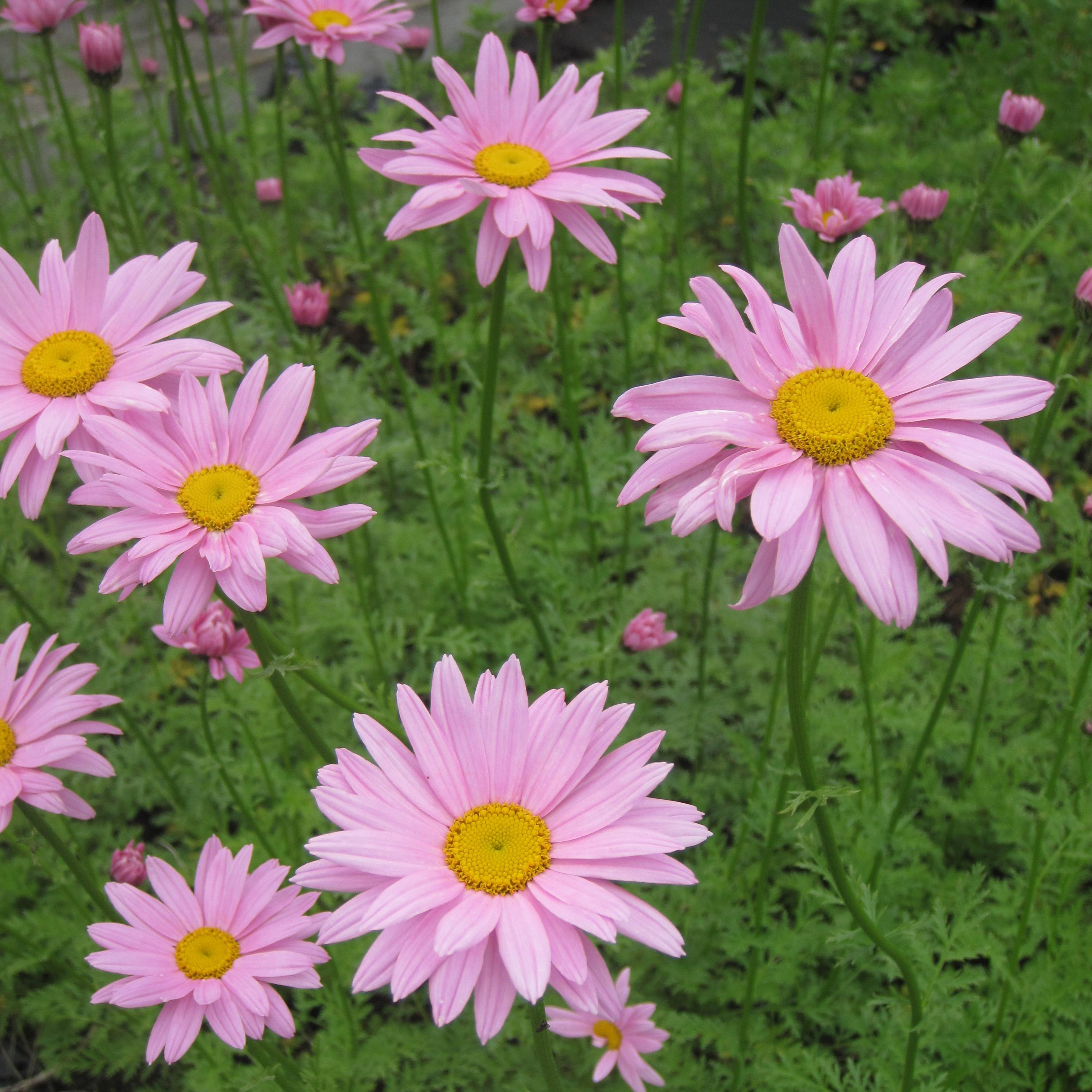 Promesse de Fleurs - Chrysanthème rubellum Clara Curtis - Marguerite d'automne Godet de 8/9 cm