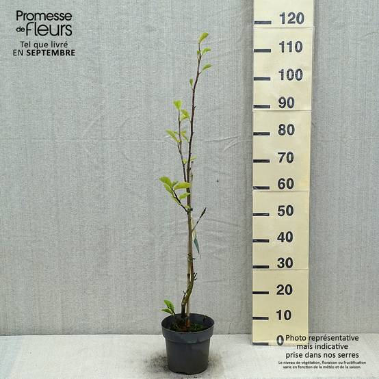 Promesse de Fleurs - Magnolia soulangeana Satisfaction Pot de 2L/3L - Image 2