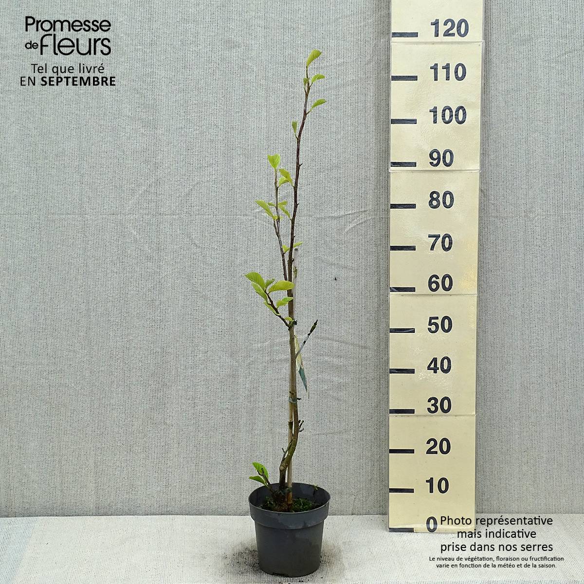 Promesse de Fleurs - Magnolia soulangeana Satisfaction Pot de 2L/3L - Image 2