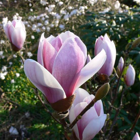 Promesse de Fleurs - Magnolia soulangeana Satisfaction Pot de 2L/3L - Image 1