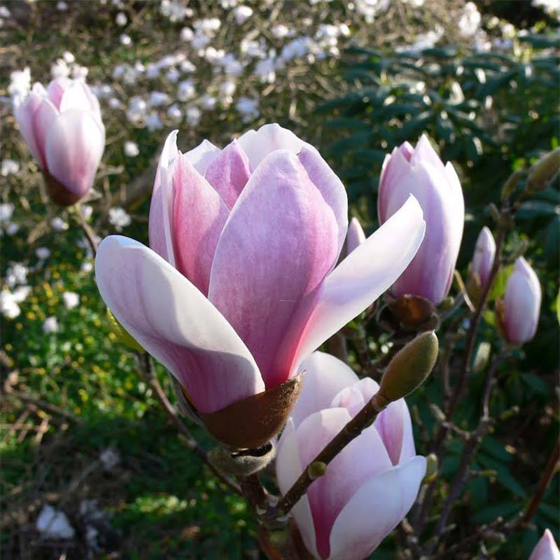 Promesse de Fleurs - Magnolia soulangeana Satisfaction Pot de 2L/3L - Image 1