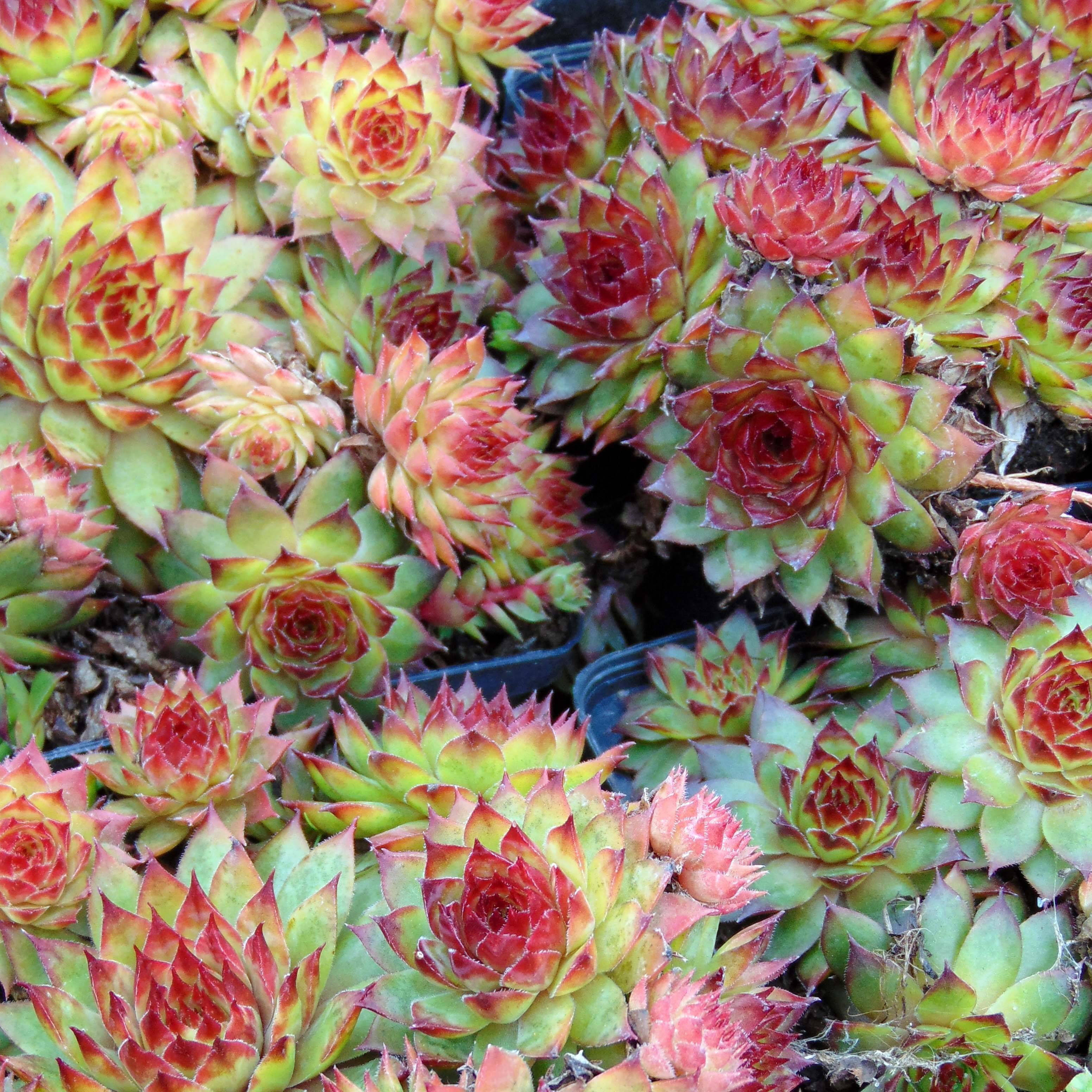 Sempervivum Noir - Joubarbe noire. Godet de 8/9 cm